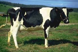 Live Dairy Cows and Pregnant Holstein Heifers Cow Ready _